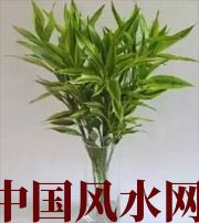 天津十二生肖养什么植物最旺财运？你知道吗！