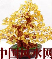 天津买了招财植物却不能发财，是方位摆错了！